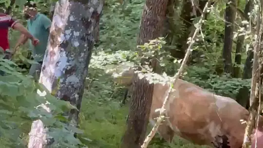 Bolu'da kurbanlık dana tarlaya kaçtı, köylüler seferber oldu