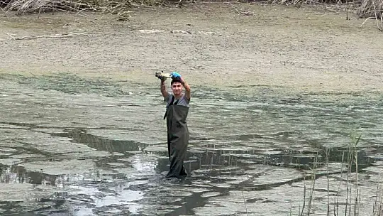 Bolu'da, kuruyan gölette mahsur kalan balıklar kurtarıldı
