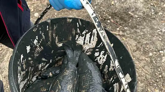 Bolu'da, kuruyan gölette mahsur kalan balıklar kurtarıldı