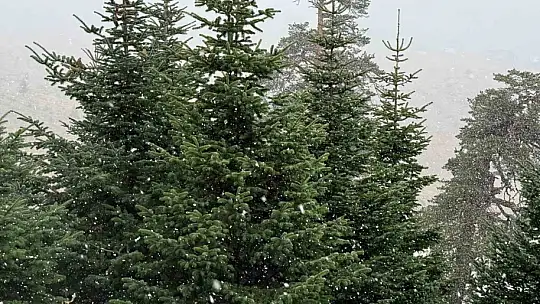 Bolu'da mevsimin ilk karı yağdı
