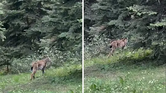 Bolu'da, nesli tükenmekte olan vaşak görüntülendi