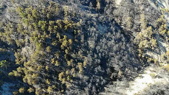 Bolu'da orman yangını büyük ölçüde kontrol altına alındı