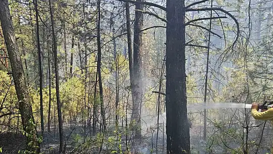 Bolu'da ormanlık alanda örtü yangını faciaya dönüşmeden söndürüldü