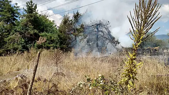 Bolu'da ot yangını büyümeden söndürüldü