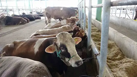 Bolu'da şap kısıtlamaları kaldırıldı