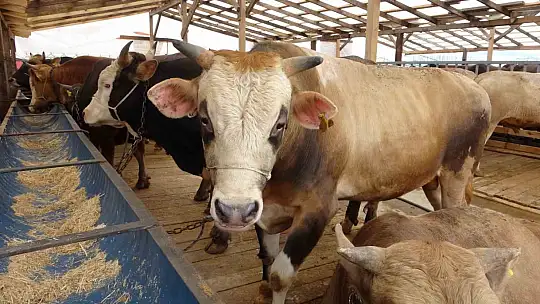 Bolu'da şap kısıtlamaları kaldırıldı