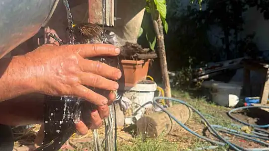 Bolu'da sıcak asfalta yapışan şahin, muhtarın müdahalesiyle kurtarıldı
