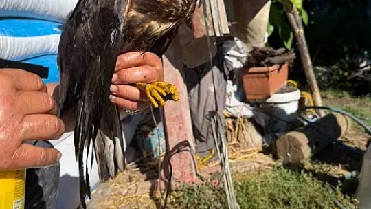 Bolu'da sıcak asfalta yapışan şahin, muhtarın müdahalesiyle kurtarıldı