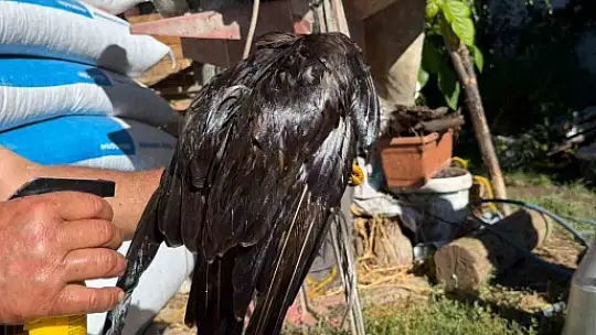 Bolu'da sıcak asfalta yapışan şahin, muhtarın müdahalesiyle kurtarıldı