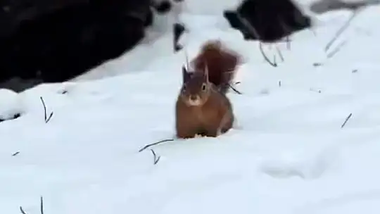 Bolu'da sincapların kar keyfi kamerada