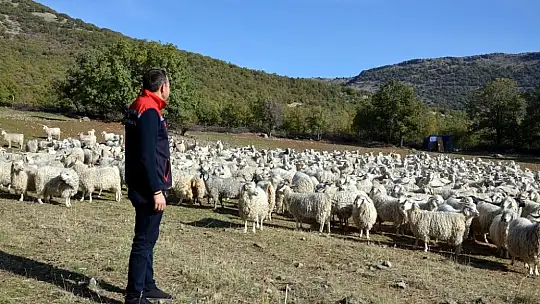 Bolu'da tiftik keçisine 3 milyon liralık destek