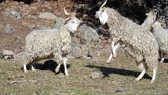 Bolu'da tiftik keçisine 3 milyon liralık destek