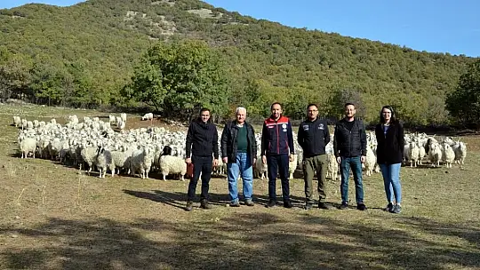 Bolu'da tiftik keçisine 3 milyon liralık destek