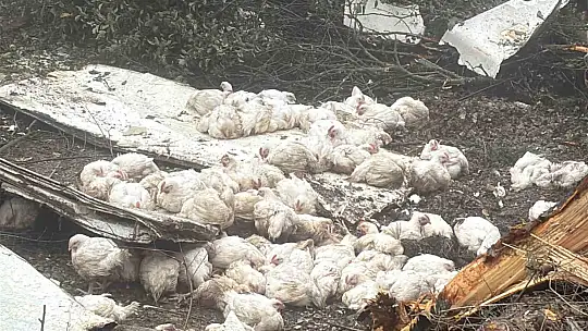 Bolu'da virajı alamayan kamyon devrildi: Onlarca tavuk telef oldu