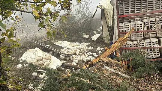 Bolu'da virajı alamayan kamyon devrildi: Onlarca tavuk telef oldu
