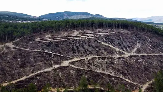 Bolu'da yanan orman yeniden filizleniyor