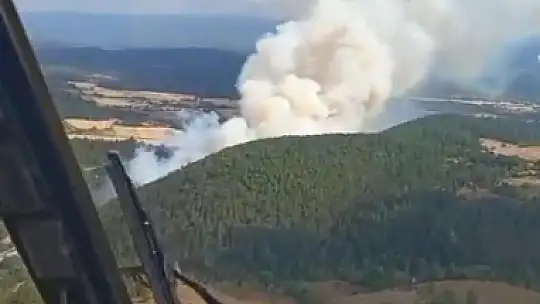 Bolu'da yanan orman yeniden filizleniyor