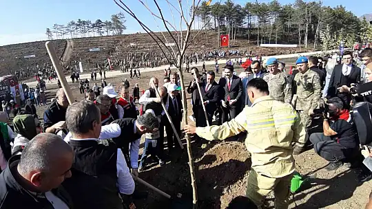 Bolu'da yanan orman yeniden yeşeriyor