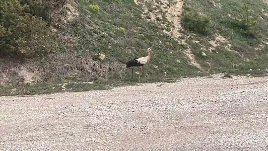 Bolu'da yaralı leylek tedavi altına alındı