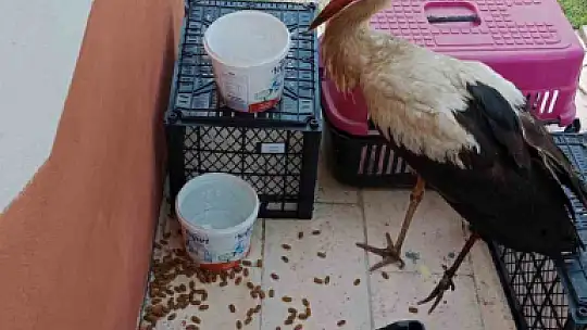 Bolu'da yaralı leylek tedavi altına alındı