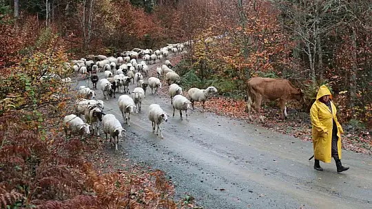 Bolu'da yaylalardan köylere göç başladı