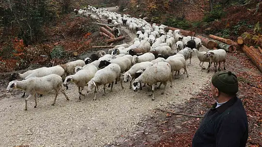 Bolu'da yaylalardan köylere göç başladı