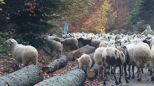 Bolu'da yaylalardan köylere göç başladı