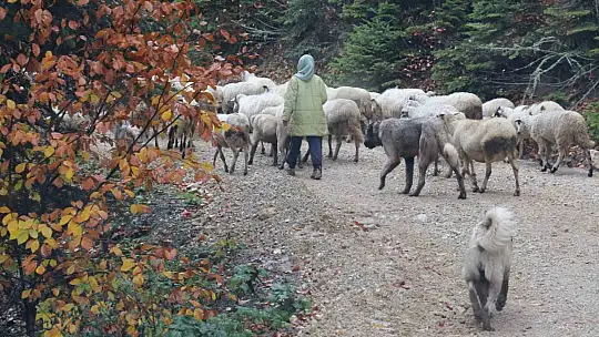 Bolu'da yaylalardan köylere göç başladı