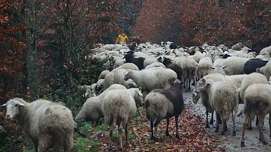 Bolu'da yaylalardan köylere göç başladı