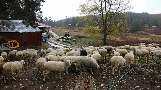 Bolu'da yaylalardan köylere göç başladı