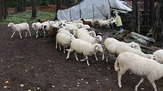 Bolu'da yaylalardan köylere göç başladı