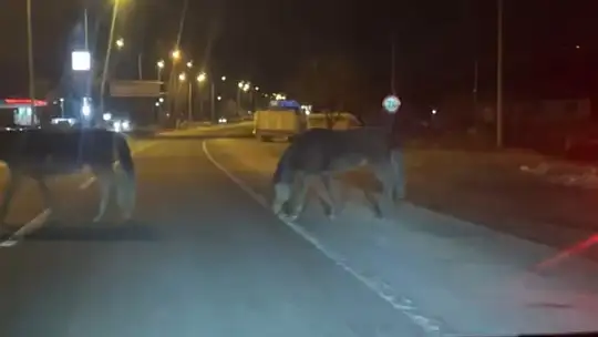 Bolu'da yılkı atları D-100'e indi: Orta refüjde otladılar