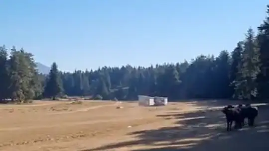 Bolu'da yılkı atlarına kurt saldırdı