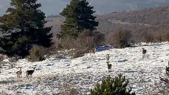 Bolu'da yiyecek arayan karaca sürüsü görüntülendi