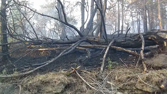 Bolu'daki orman yangını kısmen kontrol altında: 2 gözaltı