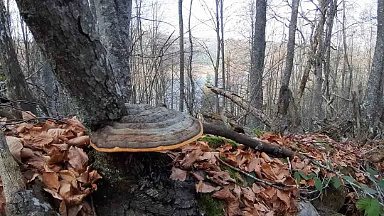 Bolu'nun doğa harikası Abant'ta ziyaretçiler akın etti