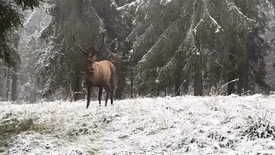 Bolu ormanlarında kızılgeyiğin böğürme anları kameraya yansıdı