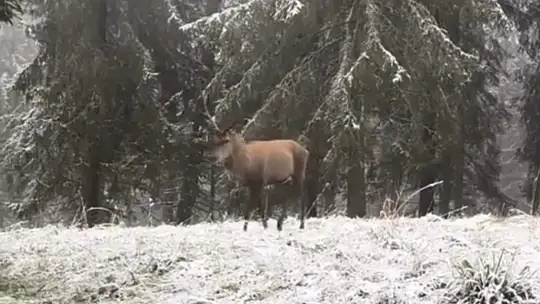 Bolu ormanlarında kızılgeyiğin böğürme anları kameraya yansıdı