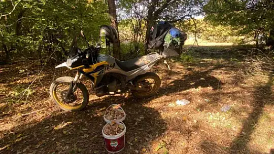 Bolu ormanlarında mantar bereketi: 25 kilo kanlıca topladı