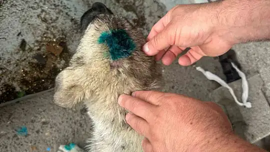 Alkollü şahıs dehşet saçtı