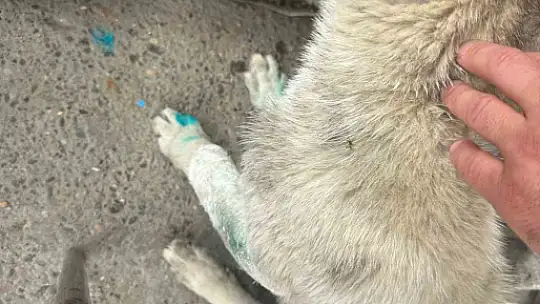 Alkollü şahıs dehşet saçtı