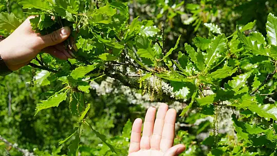 Bu proje astım hastası ve polen alerjisi olanların hayatını kolaylaştırıyor