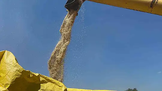 Buğdayın atası 'siyez'de hasat dönemi başladı