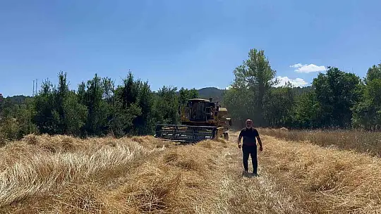 Buğdayın atası 'siyez'de hasat dönemi başladı