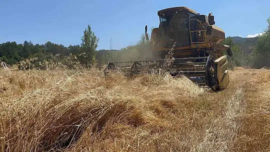Buğdayın atası 'siyez'de hasat dönemi başladı
