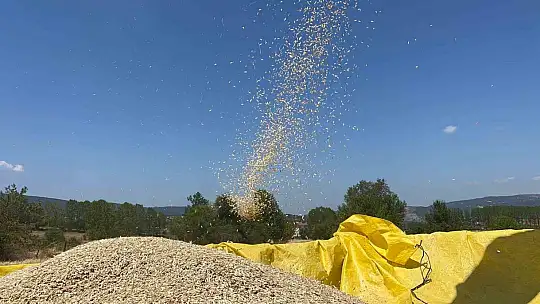 Buğdayın atası 'siyez'de hasat dönemi başladı