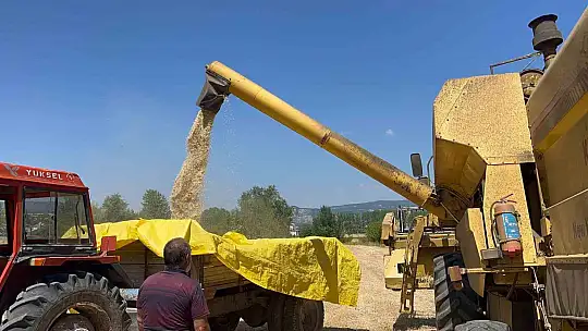 Buğdayın atası 'siyez'de hasat dönemi başladı