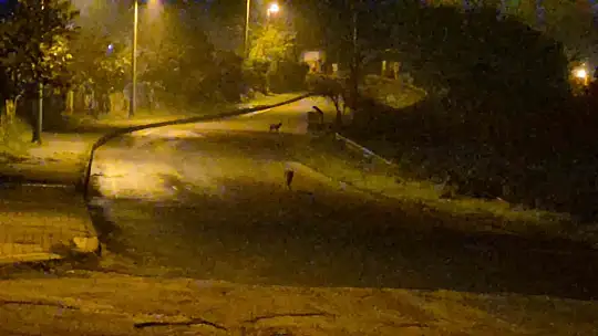 Çakallar Bartın şehir merkezini mesken tuttu