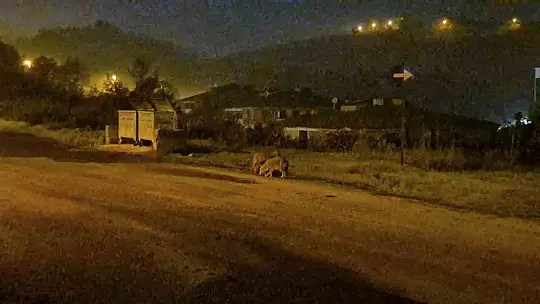 Çakallar Bartın şehir merkezini mesken tuttu