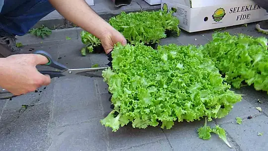 Çiftçilere 10 bin marul fidesi dağıtıldı